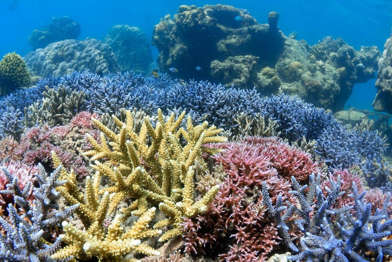 Alam Karang Hotel Gili Gede Exterior foto